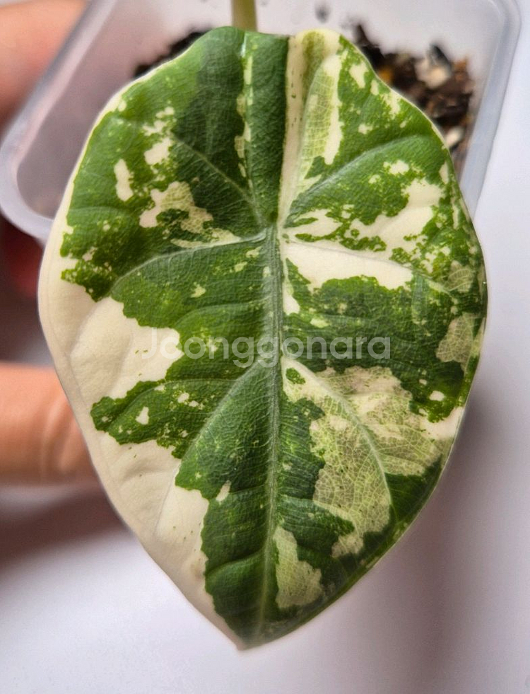 마하라니 바리에가타--0