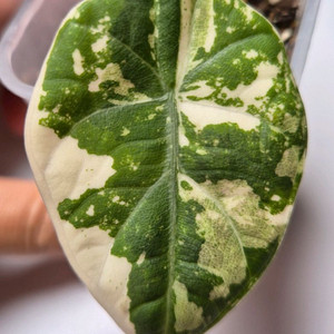 마하라니 바리에가타