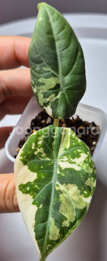 마하라니 바리에가타--1