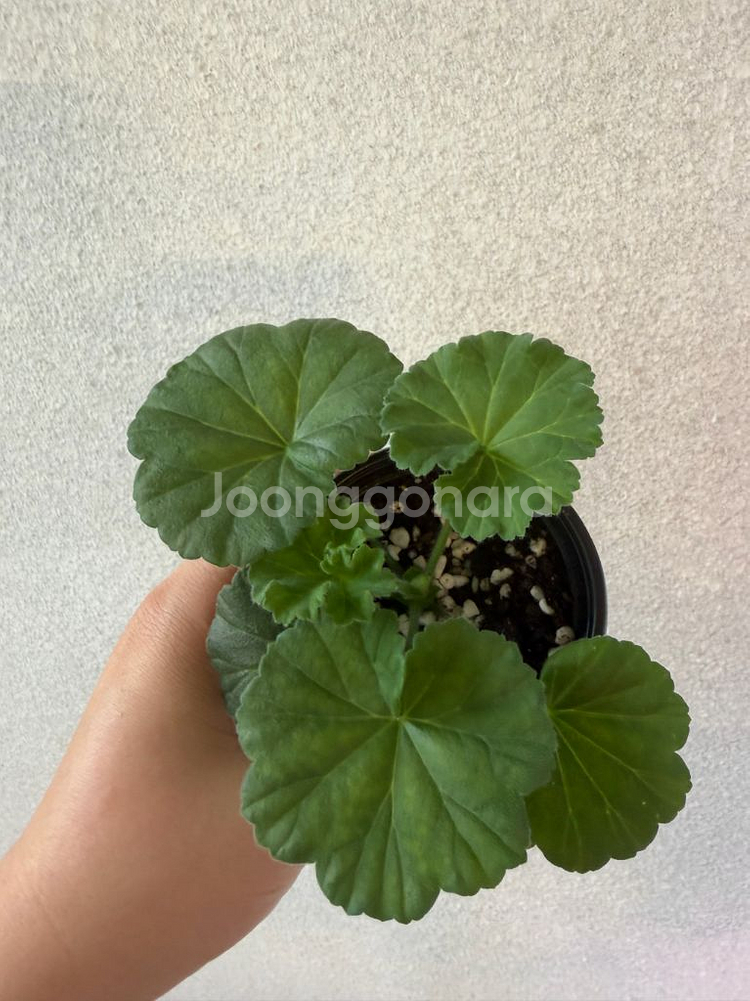 러시아제라늄3종_다나에 백조의호수 대너리스--1