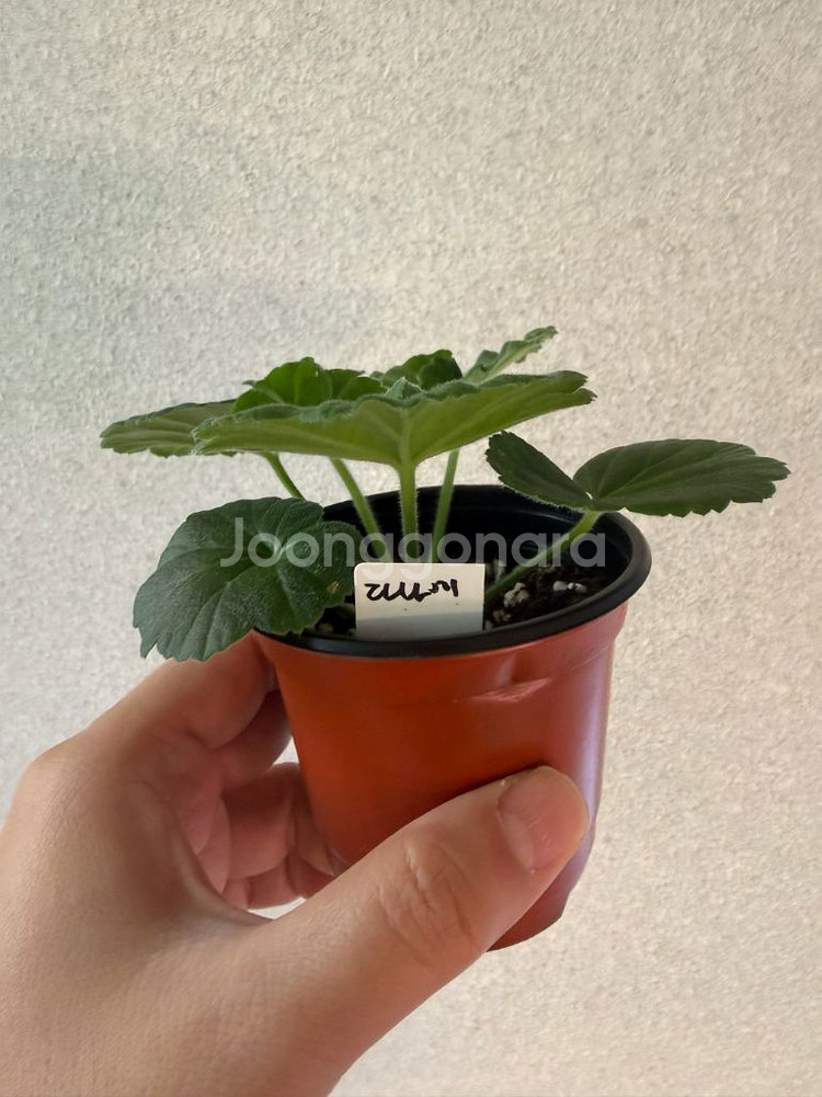 러시아제라늄3종_다나에 백조의호수 대너리스--0