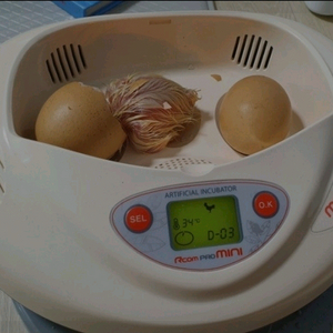 병아리, 부화기, 육추기, 병아리 부화체험