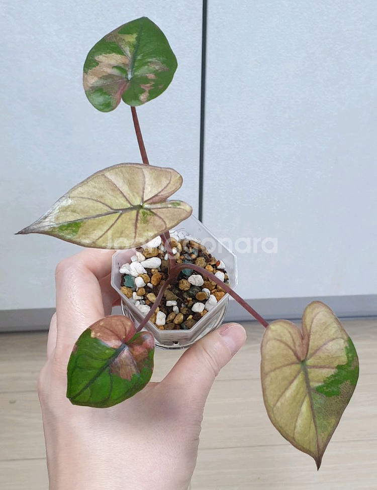 알로카시아 플럼배 바리에가타--0