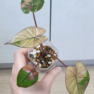 알로카시아 플럼배 바리에가타