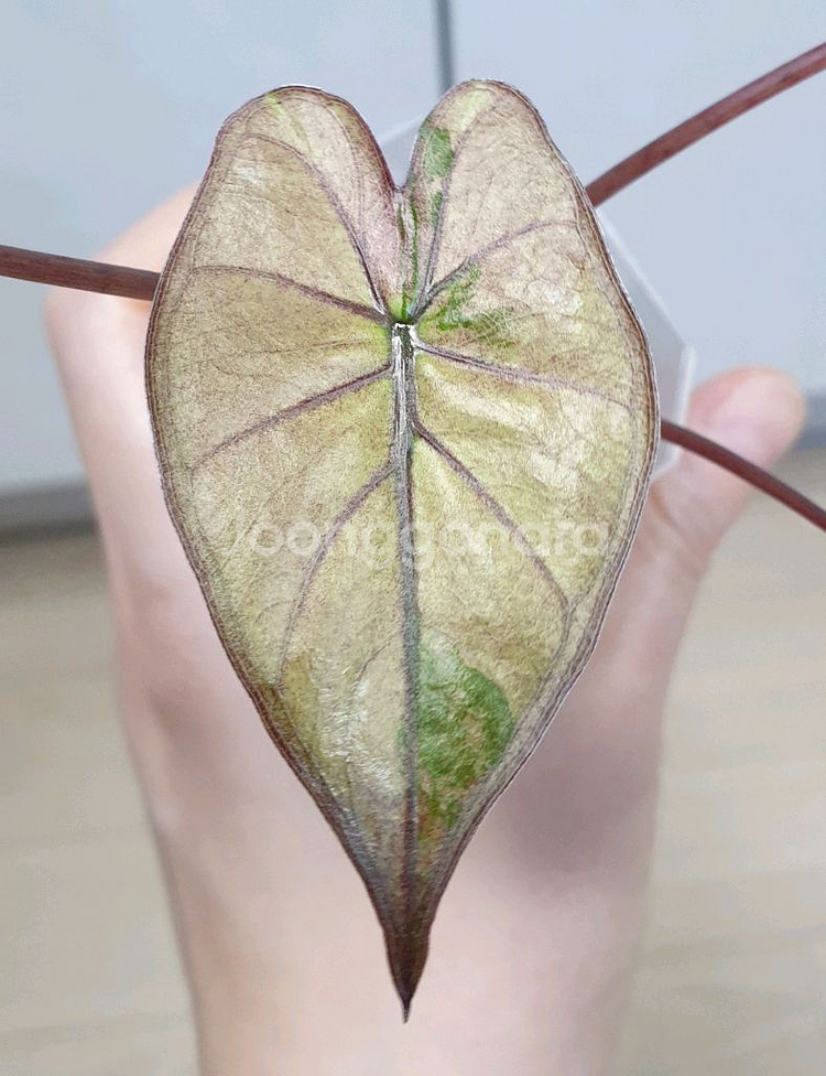 알로카시아 플럼배 바리에가타--3