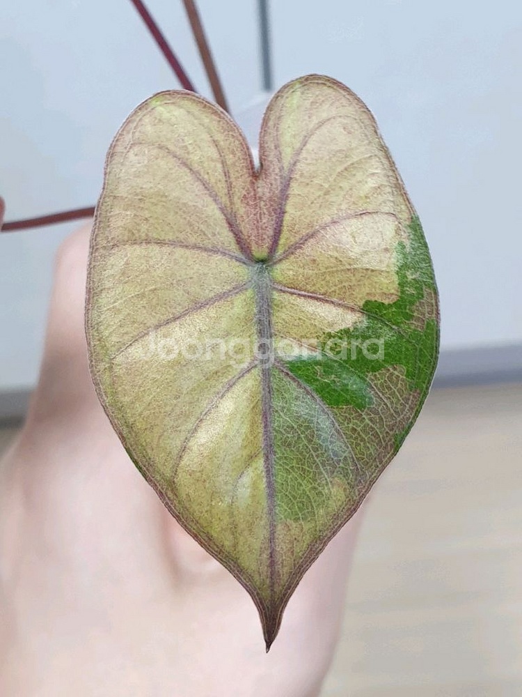 알로카시아 플럼배 바리에가타--1