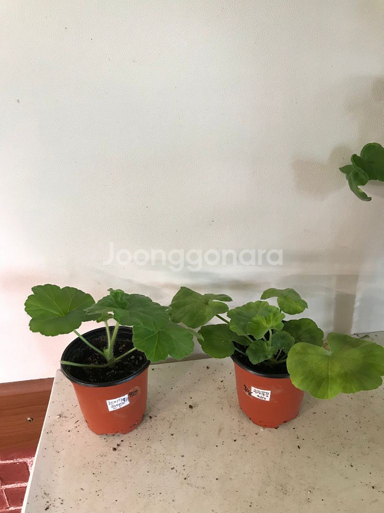 Ta레이디윈터 쥬쥬꽁꽁 러시아 제라늄--0