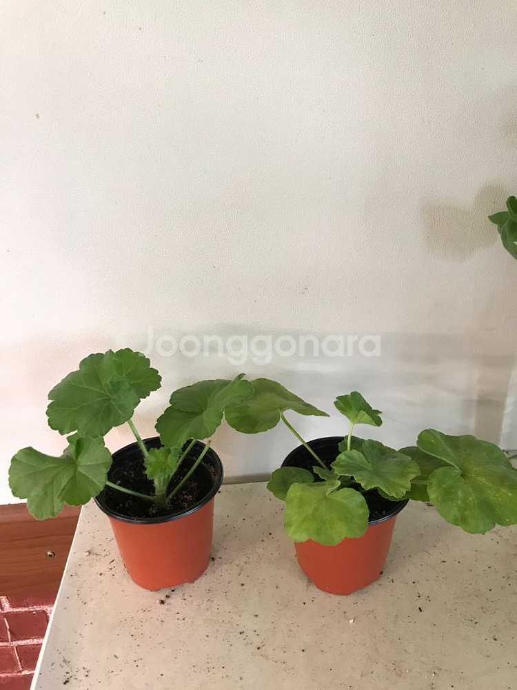 Ta레이디윈터 쥬쥬꽁꽁 러시아 제라늄--1