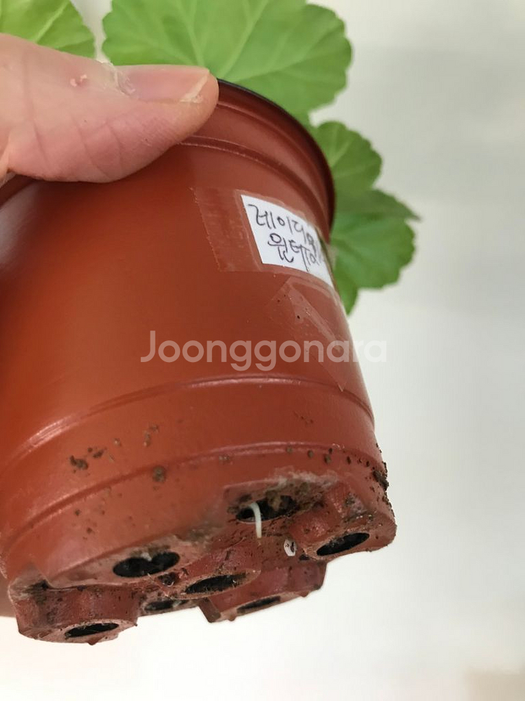 Ta레이디윈터 쥬쥬꽁꽁 러시아 제라늄--3