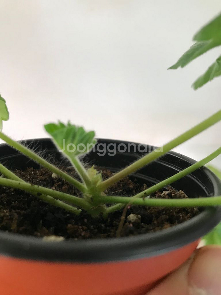 UV비잔티움 우아한나비 러시아 제라늄--3