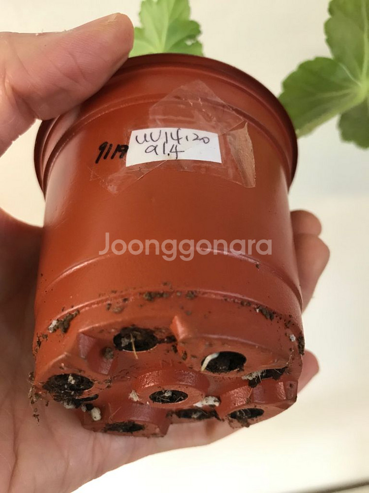 UV14.20 스노우터치블러썸 러시아 제라늄--3