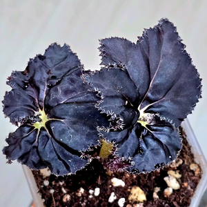 블랙맘바 베고니아 (까망이)