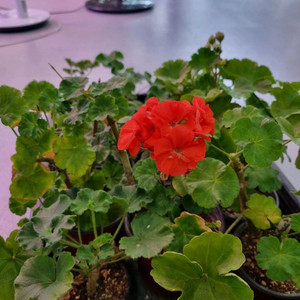 러시아제라늄 얼음셋 꽃비 안나자넷