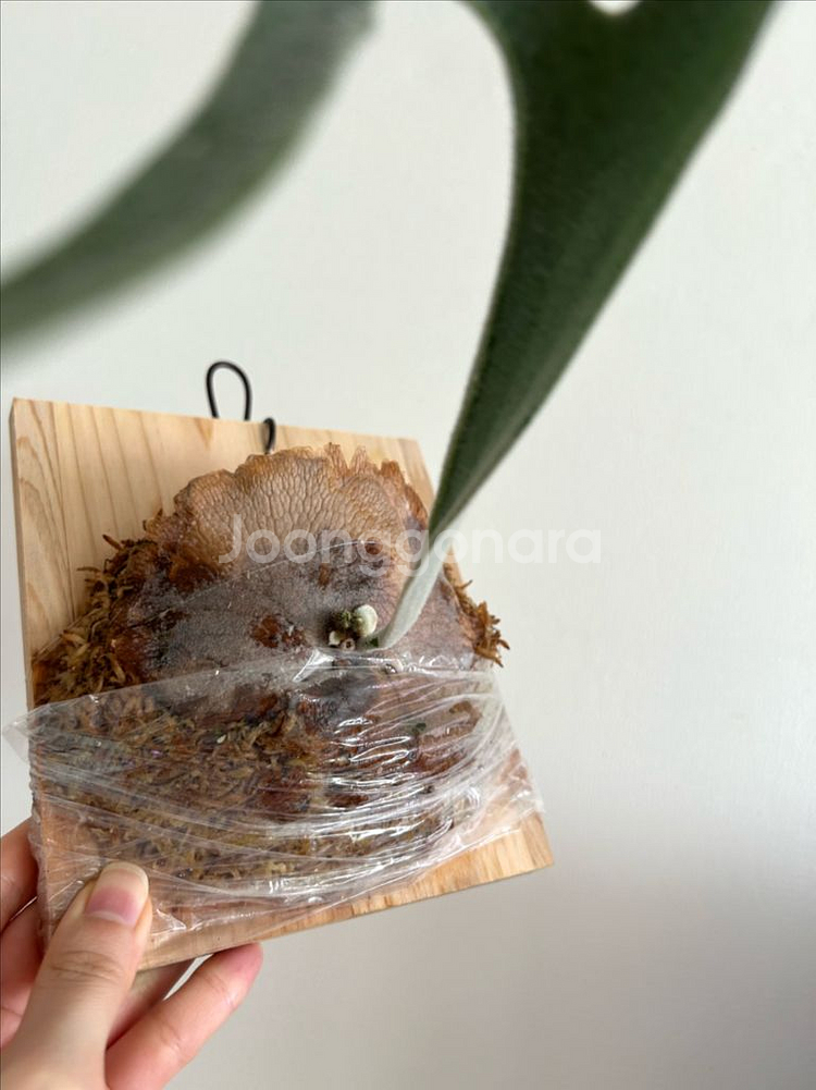 박쥐란 베이치 실버파이톤--2