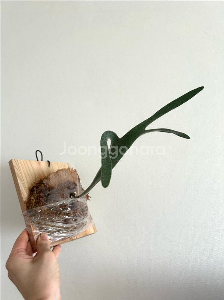 박쥐란 베이치 실버파이톤--0