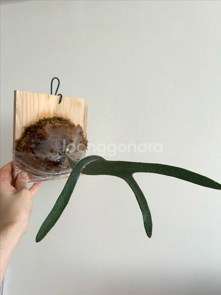 박쥐란 베이치 실버파이톤--1