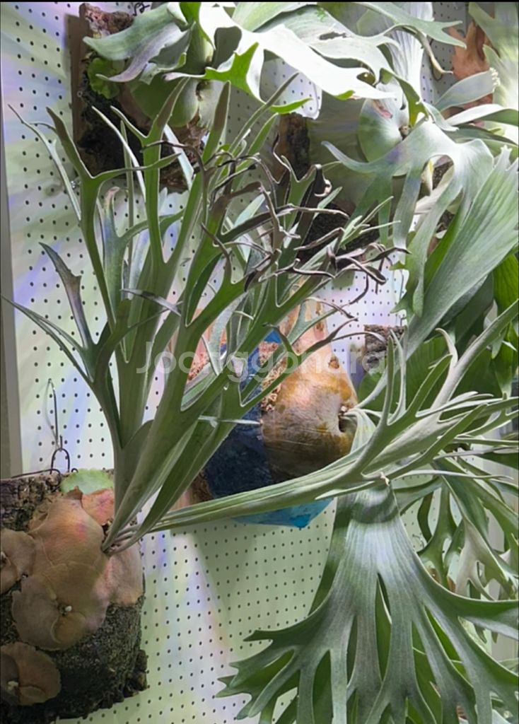 박쥐란 베이치 실버파이톤--3