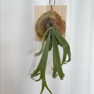 박쥐란 윌링키 월광 문라이트