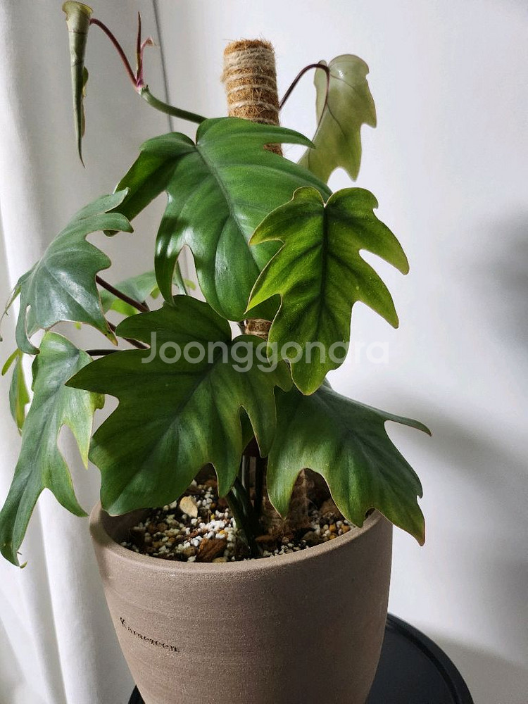 필로덴드론 마요이 카네즈센 토분--3