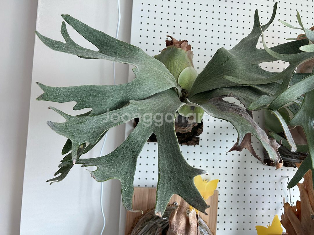 박쥐란 긴카 Ginka 스포어링 모주급 개체--0