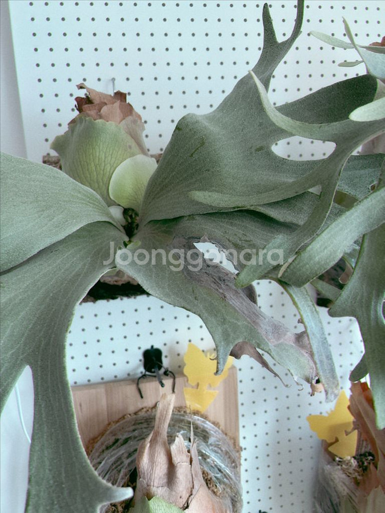 박쥐란 긴카 Ginka 스포어링 모주급 개체--3