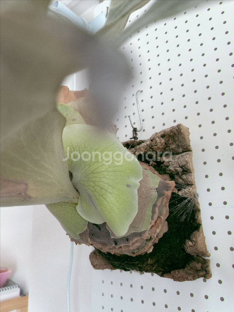 박쥐란 긴카 Ginka 스포어링 모주급 개체--5