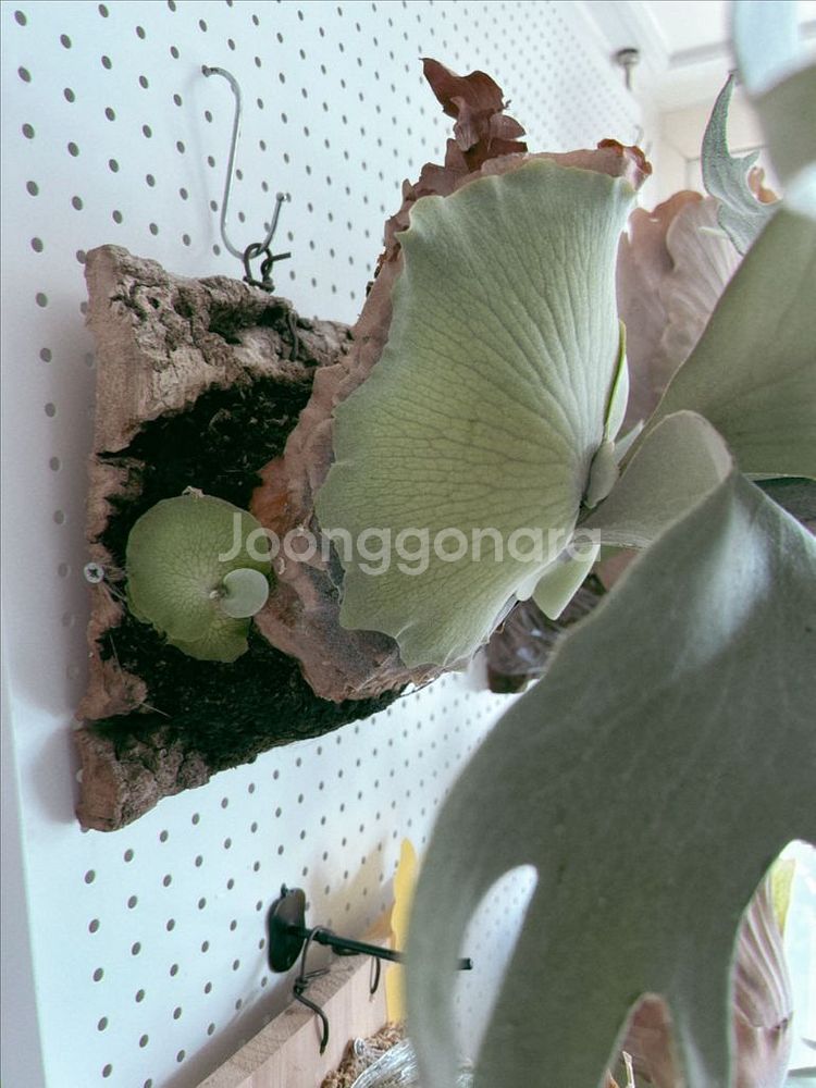 박쥐란 긴카 Ginka 스포어링 모주급 개체--4