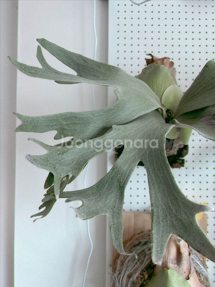 박쥐란 긴카 Ginka 스포어링 모주급 개체--1