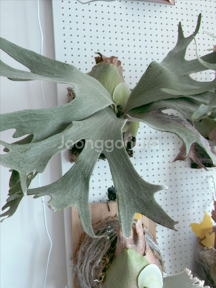 박쥐란 긴카 Ginka 스포어링 모주급 개체--2