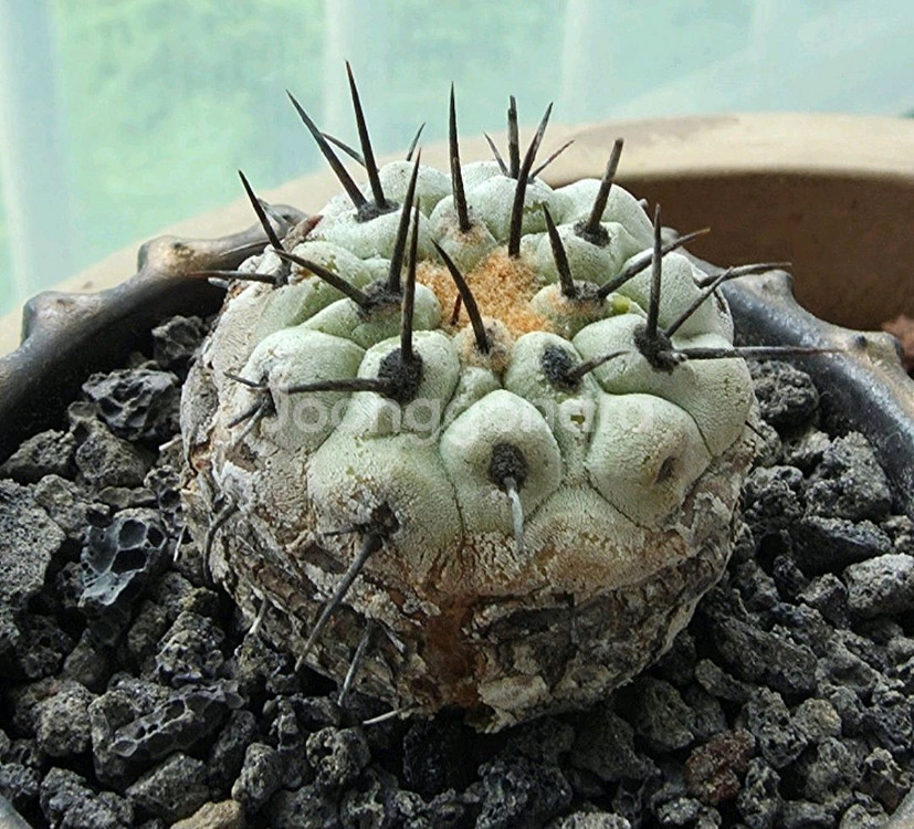 [식물/선인장] 고룡환(야생) 판매합니다.--1