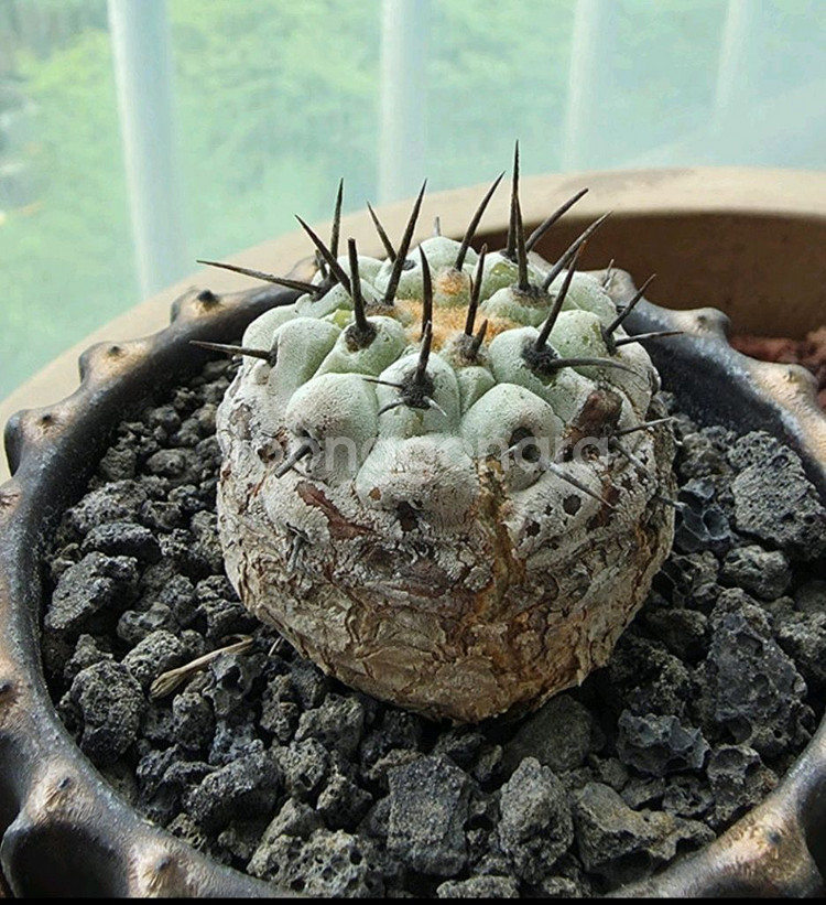 [식물/선인장] 고룡환(야생) 판매합니다.--2