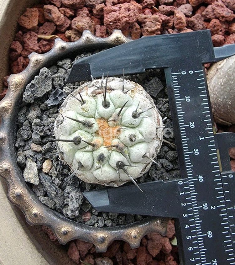 [식물/선인장] 고룡환(야생) 판매합니다.--0