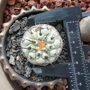 [식물/선인장] 고룡환(야생) 판매합니다.