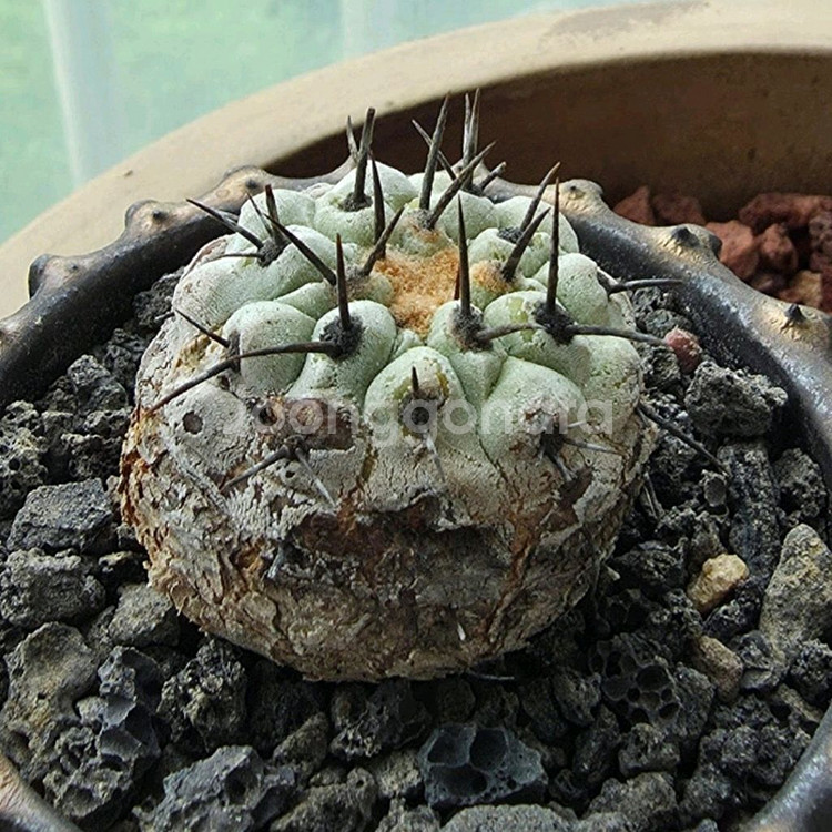 [식물/선인장] 고룡환(야생) 판매합니다.--3