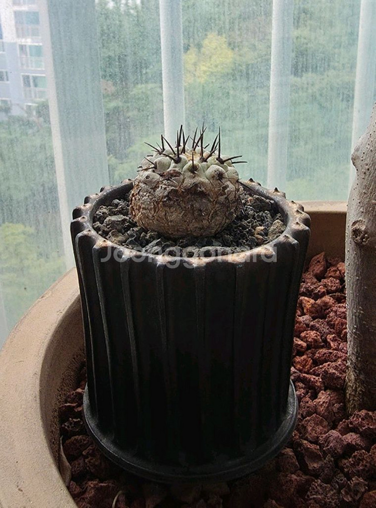 [식물/선인장] 고룡환(야생) 판매합니다.--4