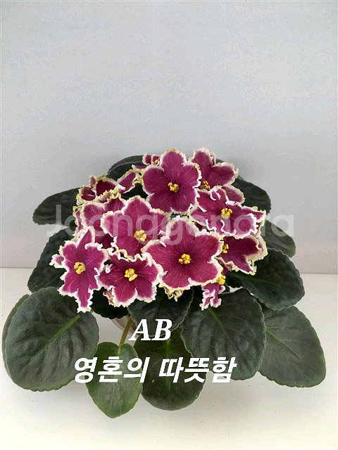 러시아바이올렛 (제라늄 x)--2
