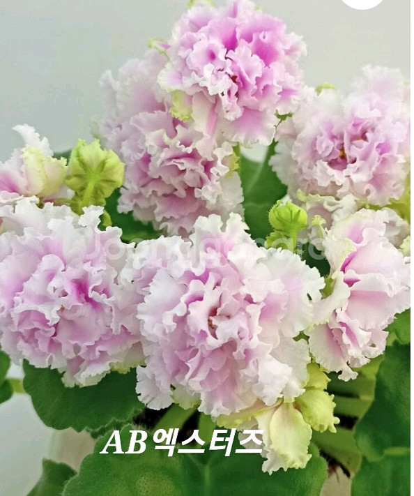 러시아바이올렛 (제라늄 x)--1