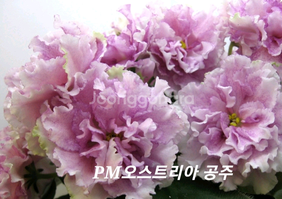 러시아바이올렛 (제라늄 x)--5