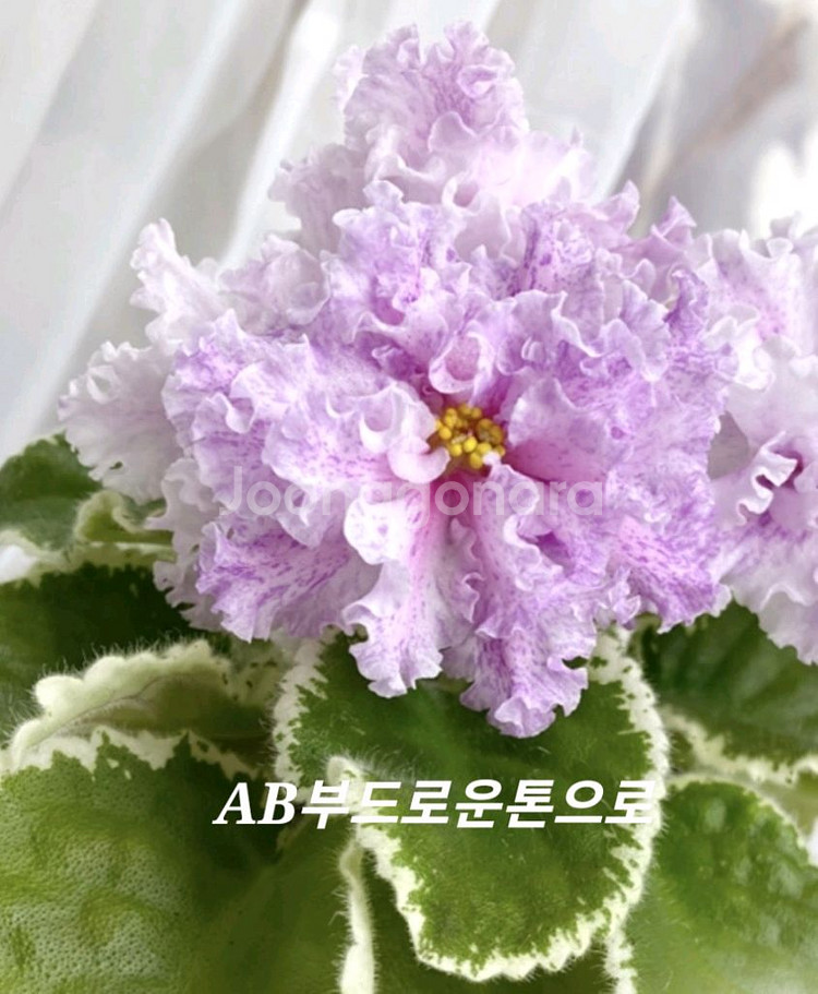 러시아바이올렛 (제라늄 x)--3