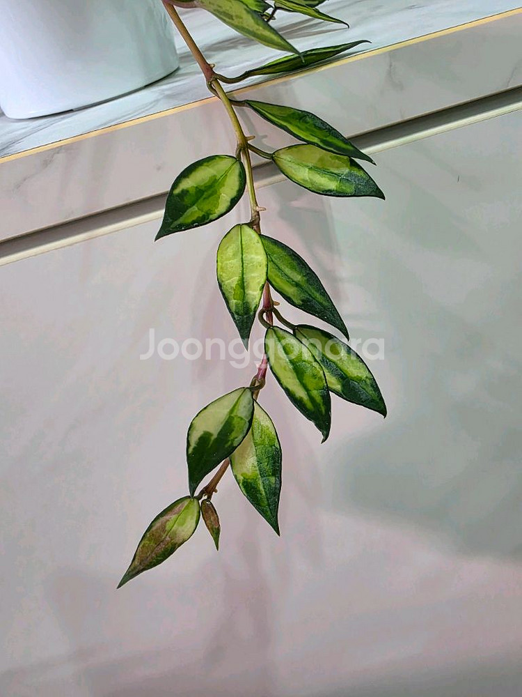 호야 라쿠노사 바리에가타 판매합니다.--2