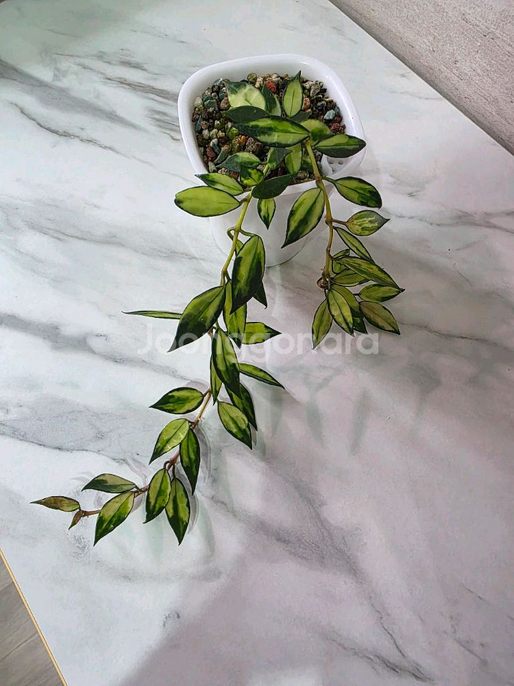 호야 라쿠노사 바리에가타 판매합니다.--1