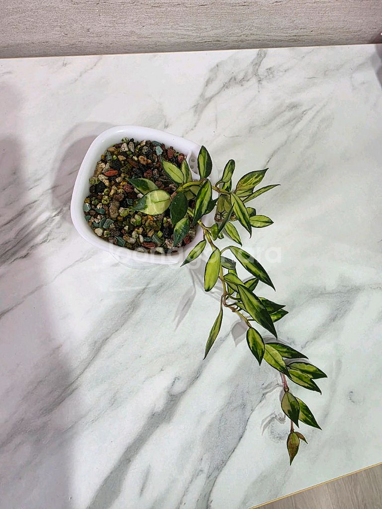 호야 라쿠노사 바리에가타 판매합니다.--3