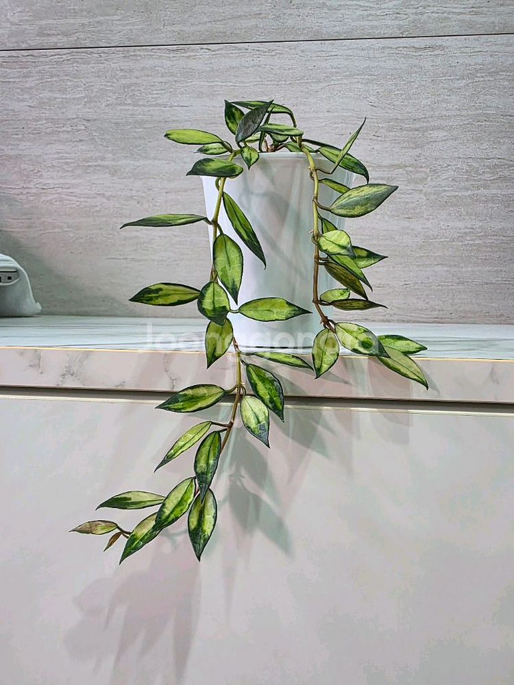 호야 라쿠노사 바리에가타 판매합니다.--0