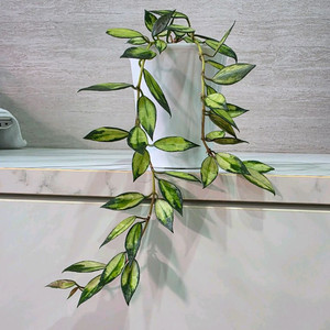 호야 라쿠노사 바리에가타 판매합니다.