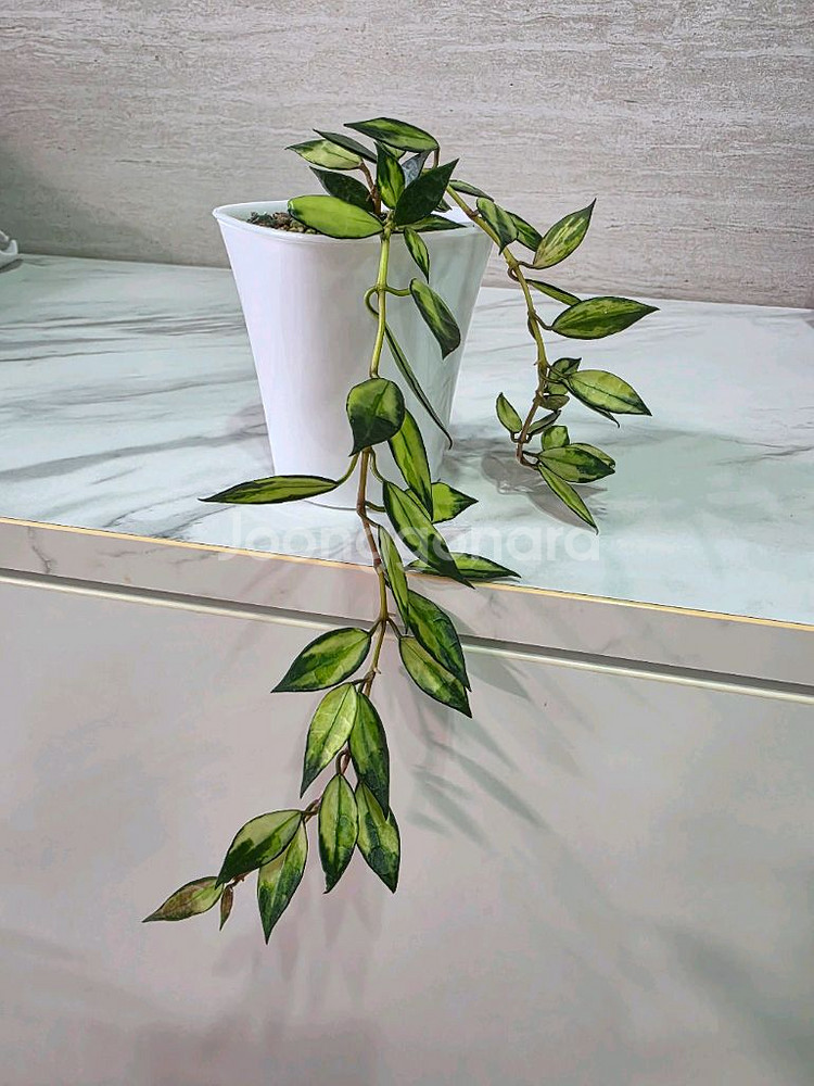 호야 라쿠노사 바리에가타 판매합니다.--4