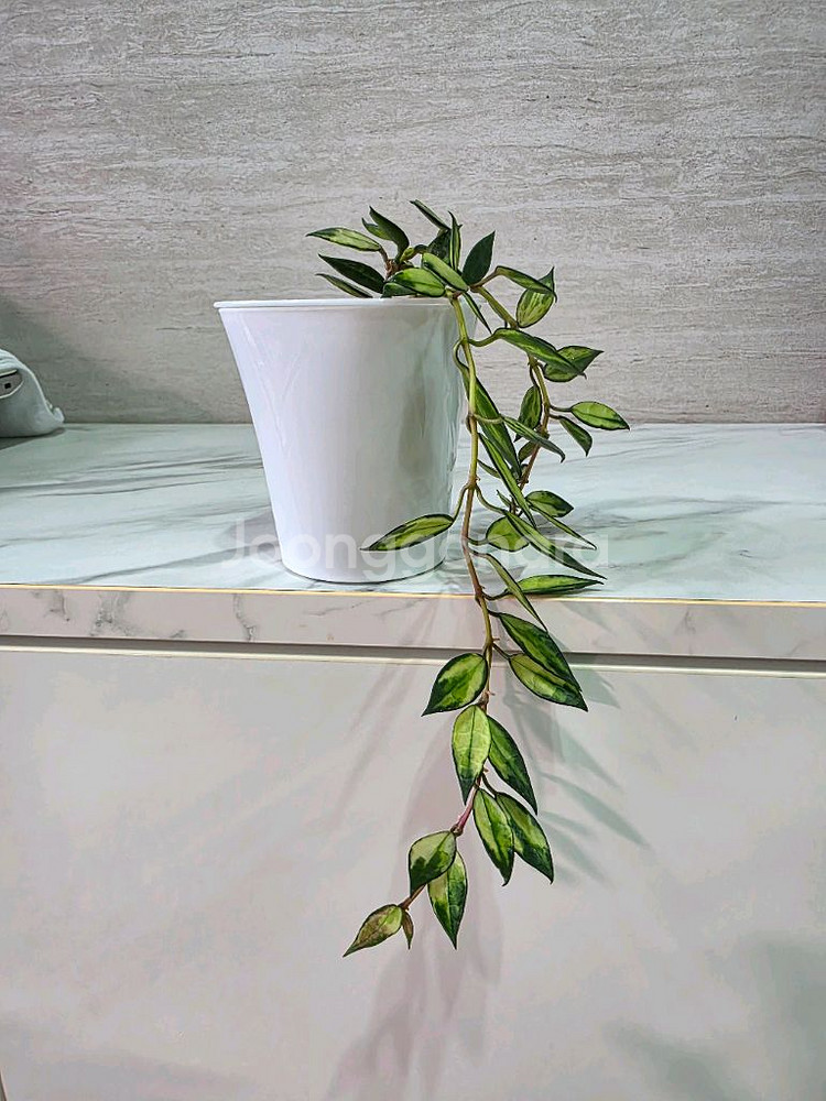 호야 라쿠노사 바리에가타 판매합니다.--5