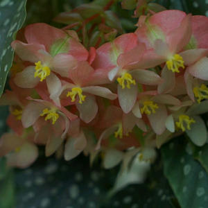 베고니아 월궁전 S.V