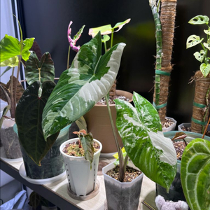 알로카시아 포니카타 알보 바리에가타