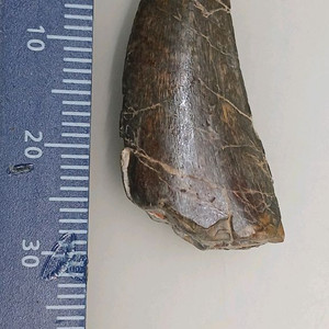 진품 공룡이빨화석 판매