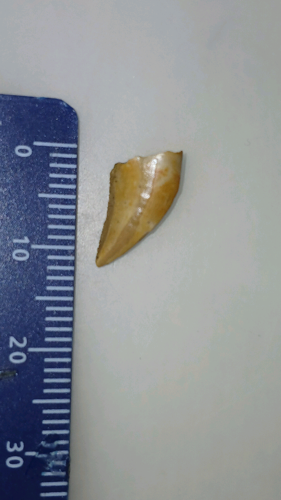 진품 공룡이빨화석 판매--3